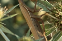La mante religieuse (Dictyoptre - Mantidae - Mantis religiosa)